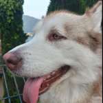 Dario Caccia Profile Picture