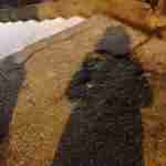 Dylan_cat Profile Picture